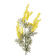 GloboStar® Artificial Garden YELLOW MIMOSA FRUIT BRANCH 21451 Τεχνητό Διακοσμητικό Κλαδί Κίτρινη Μιμόζα Y76cm