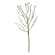 GloboStar® Artificial Garden BIG SPROUT BLOSSOM BRANCH 21461 Τεχνητό Διακοσμητικό Κλαδί Πράσινο Λάχανο Y150cm
