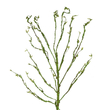 GloboStar® Artificial Garden BIG SPROUT BLOSSOM BRANCH 21461 Τεχνητό Διακοσμητικό Κλαδί Πράσινο Λάχανο Y150cm