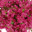 GloboStar® Artificial Garden BOUGAINVILLEA BLOSSOM 20672 Τεχνητό Διακοσμητικό Δέντρο Άνθος Μπουκαμβίλιας Μ230 x Π100 x Υ250cm