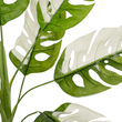 GloboStar® Artificial Garden ALBINO MONSTERA 20938 Τεχνητό Διακοσμητικό Φυτό Πράσινη & Λευκή Μονστέρα Μ90 x Π90 x Υ90cm