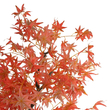 GloboStar® Artificial Garden MAPLE TREE 21105 Τεχνητό Διακοσμητικό Δέντρο Σφένδαμος Μ80 x Π80 x Υ160cm