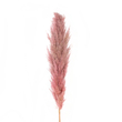 GloboStar® Artificial Garden PAMPAS GRASS 21218 Αποξηραμένο Διακοσμητικό Γρασίδι Πάμπας Μ10 x Π10 x Υ150cm