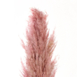 GloboStar® Artificial Garden PAMPAS GRASS 21218 Αποξηραμένο Διακοσμητικό Γρασίδι Πάμπας Μ10 x Π10 x Υ150cm