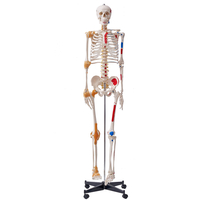 VEVOR Human Skeleton Model for Anatomy, 71,65" φυσικού μεγέθους, Ακριβές μοντέλο σκελετού ανατομίας PVC με συνδέσμους, κινητά χέρια, πόδια και γνάθο, με μυϊκή προέλευση &amp; σημεία εισαγωγής, για επαγγελματική διδασκαλία