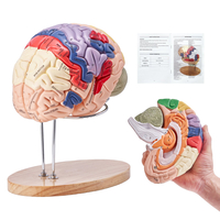VEVOR Human Brain Model Anatomy, 2X Ανατομικό μοντέλο ανθρώπινου εγκεφάλου 4 τμημάτων σε φυσικό μέγεθος με ετικέτες &amp; βάση προβολής, έγχρωμο αποσπώμενο μοντέλο εγκεφάλου για επιστημονική έρευνα Διδασκαλία Εκμάθηση Μελέτη Προβολή