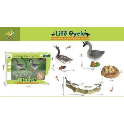 Εκπαιδευτικό σετ Πάπιες - Life Cycle - 161112