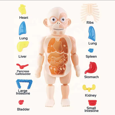 Εκπαιδευτικό παιχνίδι ανατομίας - H326A - 305255