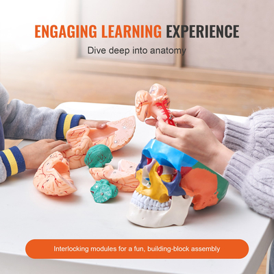 Ανθρώπινο μοντέλο κρανίου, 8 μέρη κρανίο κρανίου, ζωγραφισμένο πρότυπο κρανίου ανατομίας σε μέγεθος ζωής, Ανατομικό κρανίο, αποσπώμενο μοντέλο κρανίου μάθησης για επαγγελματική διδασκαλία, έρευνα και μάθηση