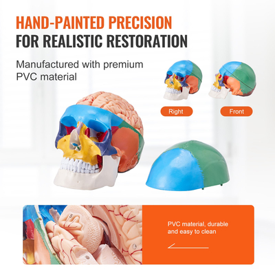 Ανθρώπινο μοντέλο κρανίου, 8 μέρη κρανίο κρανίου, ζωγραφισμένο πρότυπο κρανίου ανατομίας σε μέγεθος ζωής, Ανατομικό κρανίο, αποσπώμενο μοντέλο κρανίου μάθησης για επαγγελματική διδασκαλία, έρευνα και μάθηση