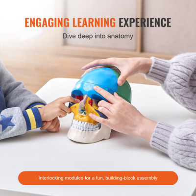 Ανθρώπινο πρότυπο κρανίου, 3 μέρη ανθρώπινη ανατομία κρανίου, ζωγραφισμένο πρότυπο κρανίου ανατομίας ζωής, Ανατομικό κρανίο αποσπώμενο μοντέλο κρανίου μάθησης, για επαγγελματική διδασκαλία, έρευνα και μάθηση
