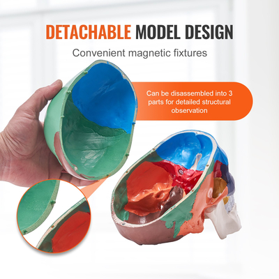 Ανθρώπινο πρότυπο κρανίου, 3 μέρη ανθρώπινη ανατομία κρανίου, ζωγραφισμένο πρότυπο κρανίου ανατομίας ζωής, Ανατομικό κρανίο αποσπώμενο μοντέλο κρανίου μάθησης, για επαγγελματική διδασκαλία, έρευνα και μάθηση