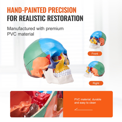 Ανθρώπινο πρότυπο κρανίου, 3 μέρη ανθρώπινη ανατομία κρανίου, ζωγραφισμένο πρότυπο κρανίου ανατομίας ζωής, Ανατομικό κρανίο αποσπώμενο μοντέλο κρανίου μάθησης, για επαγγελματική διδασκαλία, έρευνα και μάθηση