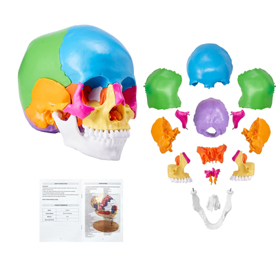 VEVOR Human Skull Model, 22 Parts Human Skull Anatomy, Βαμμένο σε φυσικό μέγεθος μοντέλο κρανίου ανατομίας, PVC Anatomical Skull, Detachable Learning Skull Model, for Professional Teaching, Research and Learning