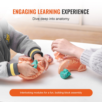 VEVOR Human Brain Model Anatomy, Ανατομικό μοντέλο ανθρώπινου εγκεφάλου 1:1 φυσικού μεγέθους 9-τμημάτων με ετικέτες &amp; βάση προβολής, αποσπώμενο μοντέλο εγκεφάλου για επιστημονική έρευνα Διδασκαλία Μάθηση Οθόνη Μελέτη στην τάξη