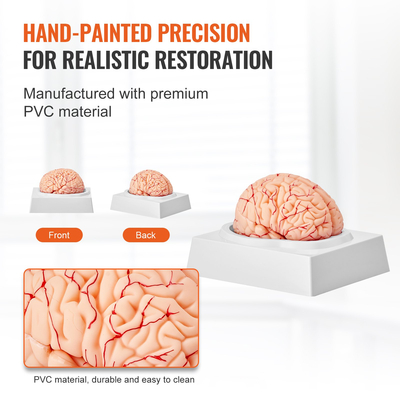 VEVOR Human Brain Model Anatomy, Ανατομικό μοντέλο ανθρώπινου εγκεφάλου 1:1 φυσικού μεγέθους 9-τμημάτων με ετικέτες &amp; βάση προβολής, αποσπώμενο μοντέλο εγκεφάλου για επιστημονική έρευνα Διδασκαλία Μάθηση Οθόνη Μελέτη στην τάξη