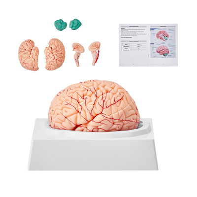 VEVOR Human Brain Model Anatomy, Ανατομικό μοντέλο ανθρώπινου εγκεφάλου 1:1 φυσικού μεγέθους 9-τμημάτων με ετικέτες &amp; βάση προβολής, αποσπώμενο μοντέλο εγκεφάλου για επιστημονική έρευνα Διδασκαλία Μάθηση Οθόνη Μελέτη στην τάξη