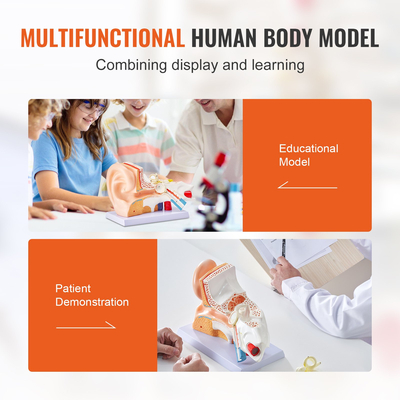 Μοντέλο ανατομίας ανθρώπινου αυτιού VEVOR, 3 μέρη 5 φορές διευρυμένο μοντέλο ανθρώπινου αυτιού που εμφανίζει εξωτερικό, μεσαίο, εσωτερικό αυτί με βάση, Επαγγελματικό μοντέλο ανατομικού αυτιού από PVC για εκπαίδευση Διδασκαλία μελέτης φυσιολογίας