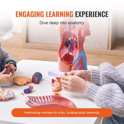 Μοντέλο ανθρώπινου σώματος VEVOR, 23 μέρη 18 ιντσών, Μοντέλο ανατομίας ανθρώπινου κορμού Unisex μοντέλο ανατομικού σκελετού με αφαιρούμενα όργανα, Εκπαιδευτικό εργαλείο διδασκαλίας για μαθητές Οθόνη Εκπαίδευσης Εκμάθησης Φυσικών Επιστημών