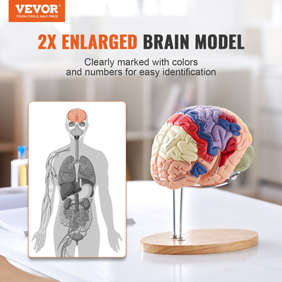 VEVOR Human Brain Model Anatomy, 2X Ανατομικό μοντέλο ανθρώπινου εγκεφάλου 4 τμημάτων σε φυσικό μέγεθος με ετικέτες &amp; βάση προβολής, έγχρωμο αποσπώμενο μοντέλο εγκεφάλου για επιστημονική έρευνα Διδασκαλία Εκμάθηση Μελέτη Προβολή