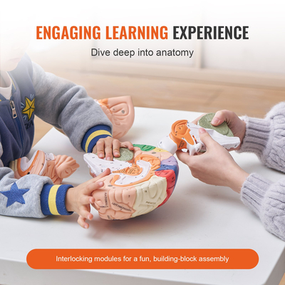 VEVOR Human Brain Model Anatomy, 2X Ανατομικό μοντέλο ανθρώπινου εγκεφάλου 4 τμημάτων σε φυσικό μέγεθος με ετικέτες &amp; βάση προβολής, έγχρωμο αποσπώμενο μοντέλο εγκεφάλου για επιστημονική έρευνα Διδασκαλία Εκμάθηση Μελέτη Προβολή