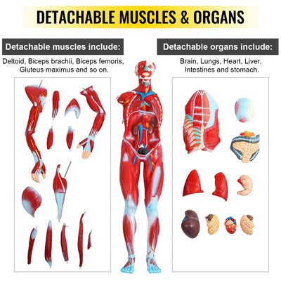 VEVOR Human Muscular Figure, 27 Parts Muscular Anatomy Model, Half Life Size Human Muscle and Organ Model, Muscle Model with Stand, Muscular System Model with Detachable Organs, for Medical Learning