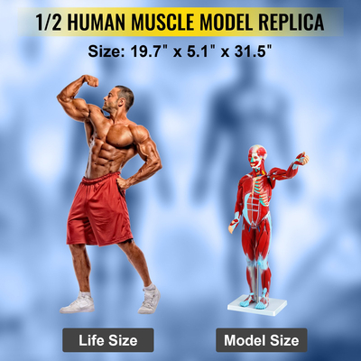 VEVOR Human Muscular Figure, 27 Parts Muscular Anatomy Model, Half Life Size Human Muscle and Organ Model, Muscle Model with Stand, Muscular System Model with Detachable Organs, for Medical Learning