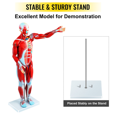 VEVOR Human Muscular Figure, 27 Parts Muscular Anatomy Model, Half Life Size Human Muscle and Organ Model, Muscle Model with Stand, Muscular System Model with Detachable Organs, for Medical Learning