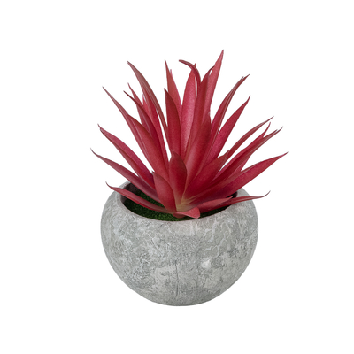 GloboStar® Artificial Garden AIR PLANT TILLANDSIA POTTED PLANT 21035 Διακοσμητικό Φυτό Τιλάντσια Φ12 x Υ15cm