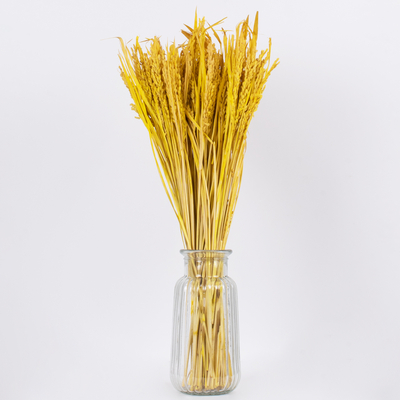 GloboStar® RISEGRASS 36506 Αποξηραμένο Φυτό Ρύζι - Μπουκέτο Διακοσμητικών Κλαδιών Μπεζ - Κίτρινο Υ60cm