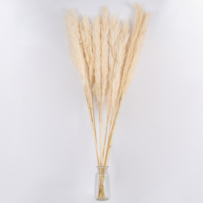 GloboStar® PAMPASGRASS 36510 Αποξηραμένο Φυτό Γρασίδι της Πάμπας - Μπουκέτο Διακοσμητικών Κλαδιών Μπεζ - Εκρού Υ150cm