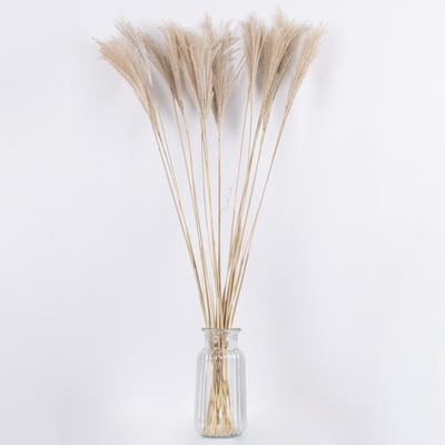 GloboStar® MISCANTHUS 36537 Αποξηραμένο Φυτό Μίσχανθος - Μπουκέτο Διακοσμητικών Κλαδιών Μπεζ Υ100cm