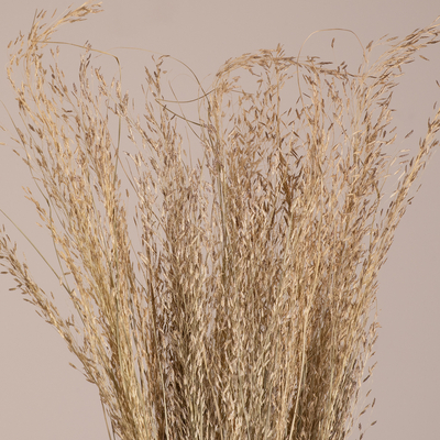 GloboStar® SILVERHAIRGRASS 36545 Αποξηραμένο Φυτό Ασημένια Χλόη - Μπουκέτο Διακοσμητικών Κλαδιών Μπεζ Υ60cm