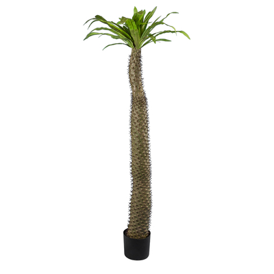 GloboStar® Artificial Garden PACHYPODIUM LAMEREI PALM TREE 20130 Τεχνητό Διακοσμητικό Φυτό Φοίνικας της Μαγαδασκάρης Υ175cm