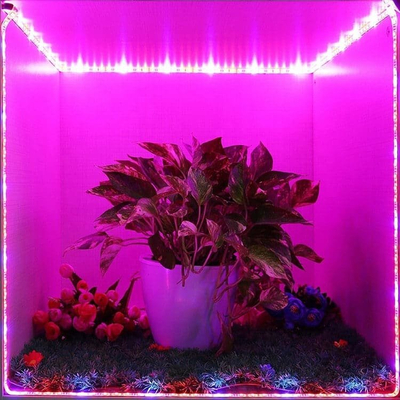 101269 1m Ταινία LED Grow Light Άνθησης & Ανάπτυξης Φυτών 6W/m 12VDC IP65