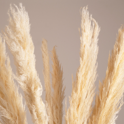 GloboStar® PAMPASGRASS 36510 Αποξηραμένο Φυτό Γρασίδι της Πάμπας - Μπουκέτο Διακοσμητικών Κλαδιών Μπεζ - Εκρού Υ150cm - Σετ 5 τμχ