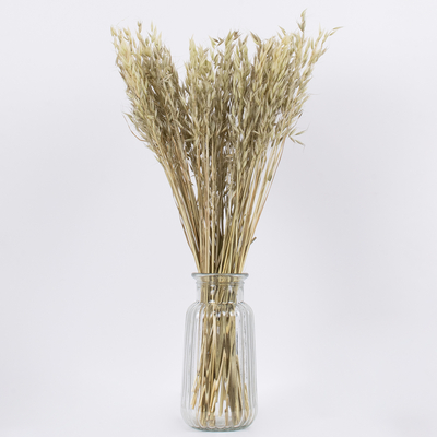 GloboStar® WILDOAT 36501 Αποξηραμένο Φυτό Αγριοβρώμη - Μπουκέτο Διακοσμητικών Κλαδιών Μπεζ - Πράσινο Υ60cm - Σετ 100 τμχ