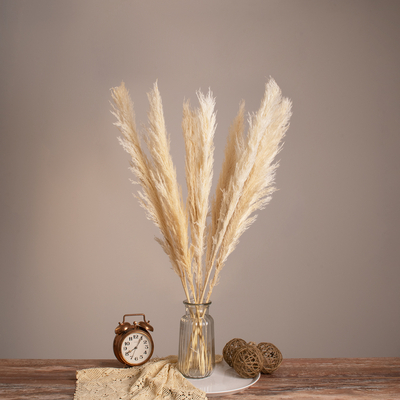 GLOBOSTAR® PAMPASGRASS 36507 Αποξηραμένο Διακοσμητικό Μπουκέτο Γρασίδι της Πάμπας - Μπεζ - Μ20 x Π20 x Υ80cm - Πακέτο 10 Τεμαχίων