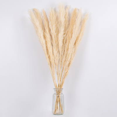 GLOBOSTAR® PAMPASGRASS 36507 Αποξηραμένο Διακοσμητικό Μπουκέτο Γρασίδι της Πάμπας - Μπεζ - Μ20 x Π20 x Υ100cm - Πακέτο 10 Τεμαχίων