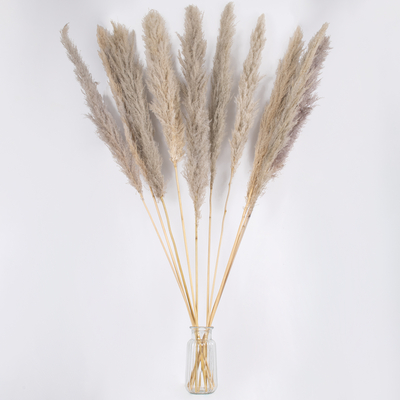 GLOBOSTAR® PAMPASGRASS 36514 Αποξηραμένο Διακοσμητικό Μπουκέτο Γρασίδι της Πάμπας - Καφέ - Μ20 x Π20 x Υ150cm - Πακέτο 5 Τεμαχίων