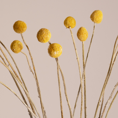 GloboStar® GRASPEDIA 36533 Αποξηραμένο Φυτό Κρασπέδια Φ3cm - Μπουκέτο Διακοσμητικών Κλαδιών Μπεζ - Κίτρινο Υ70cm - Σετ 20 τμχ