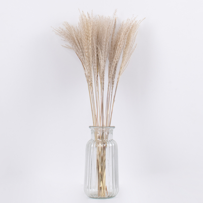 GLOBOSTAR® MISCANTHUS 36535 Αποξηραμένο Διακοσμητικό Μπουκέτο Μίσχανθος - Μπεζ - Μ20 x Π20 x Υ60cm - Πακέτο 20 Τεμαχίων