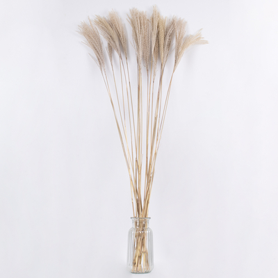 GloboStar® MISCANTHUS 36538 Αποξηραμένο Φυτό Μίσχανθος - Μπουκέτο Διακοσμητικών Κλαδιών Μπεζ Υ120cm - Σετ 10 τμχ