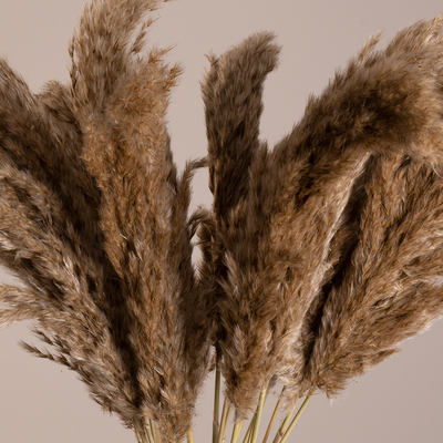 GLOBOSTAR® PAMPASGRASS 36544 Αποξηραμένο Διακοσμητικό Μπουκέτο Γρασίδι της Πάμπας - Μπεζ & Καφέ - Μ20 x Π20 x Υ60cm - Πακέτο 20 Τεμαχίων
