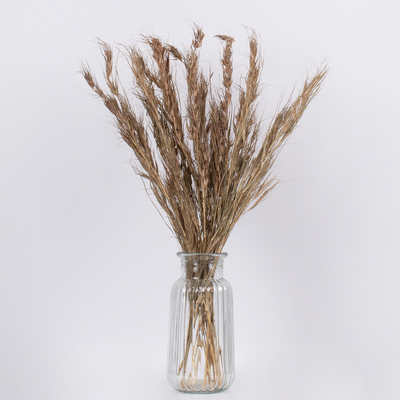 GloboStar® COLATAI 36549 Αποξηραμένο Φυτό Εράγρωστις - Μπουκέτο Διακοσμητικών Κλαδιών Μπεζ - Καφέ Υ60cm - Σετ 50 τμχ