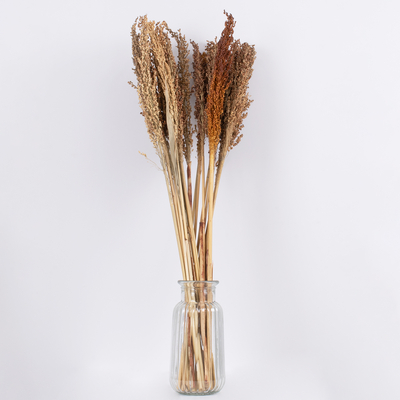 GloboStar® BROOMCORN 36554 Αποξηραμένο Φυτό Γλυκό Σόργο - Μπουκέτο Διακοσμητικών Κλαδιών Καφέ Υ80cm - Σετ 20 τμχ