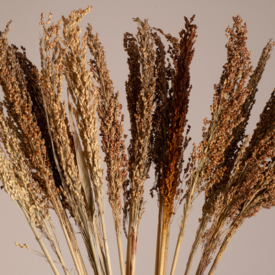 GloboStar® BROOMCORN 36555 Αποξηραμένο Φυτό Γλυκό Σόργο - Μπουκέτο Διακοσμητικών Κλαδιών Καφέ Υ100cm - Σετ 20 τμχ