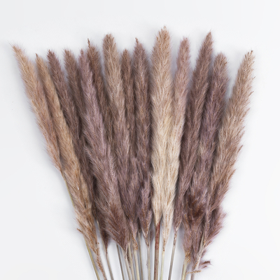GloboStar® Artificial Garden REAL DRIED BROWN PAMPAS GRASS BUNCH 21215 Αποξηραμένο Διακοσμητικό Μπουκέτο Pampas Kάφε Y50cm - Σετ 15 τμχ