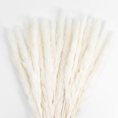 GloboStar® Artificial Garden REAL DRIED BEIGE PAMPAS GRASS BUNCH 21216 Αποξηραμένο Διακοσμητικό Μπουκέτο Pampas Μπέζ Y50cm - Σετ 15 τμχ