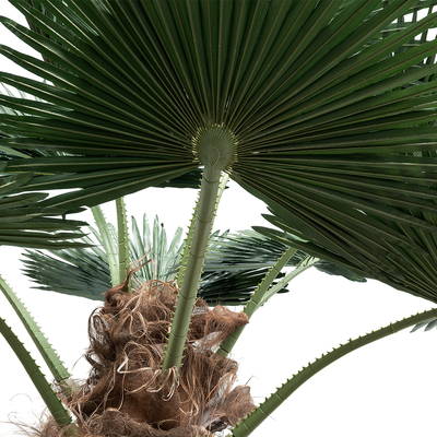 GloboStar® Artificial Garden PLANT PALM TREE 21056 Διακοσμητικό Δέντρο Φοίνικα  Φ240 x Υ500cm